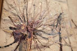 Лозе. Зима. thumbnail 3