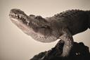Крокодил thumbnail 3