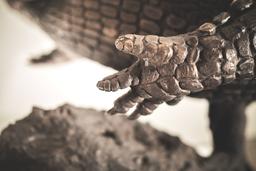 Крокодил thumbnail 5